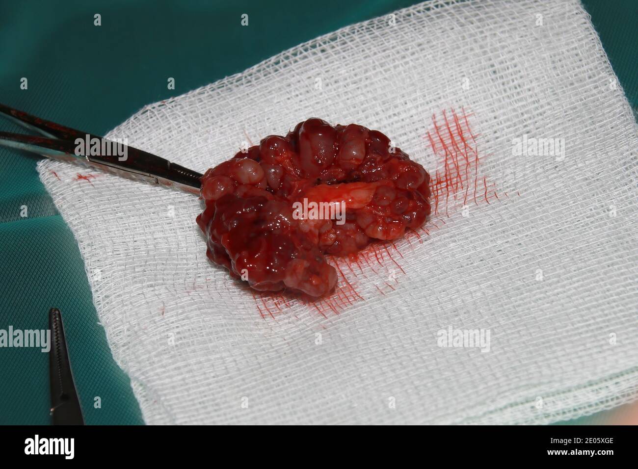 Un chirurgo veterinario rimuove un tumore da sotto la coda Di un cucciolo di Labrador Retiever Foto Stock