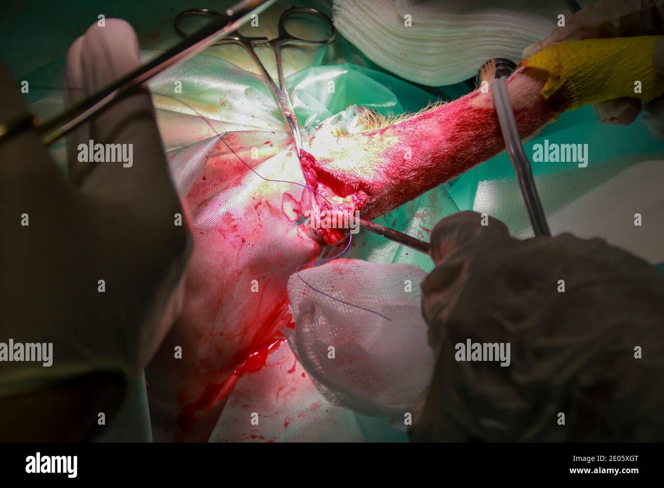 Un chirurgo veterinario rimuove un tumore da sotto la coda Di un cucciolo di Labrador Retiever Foto Stock