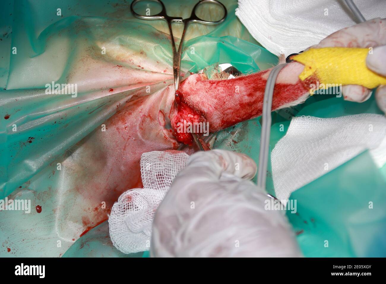 Un chirurgo veterinario rimuove un tumore da sotto la coda Di un cucciolo di Labrador Retiever Foto Stock