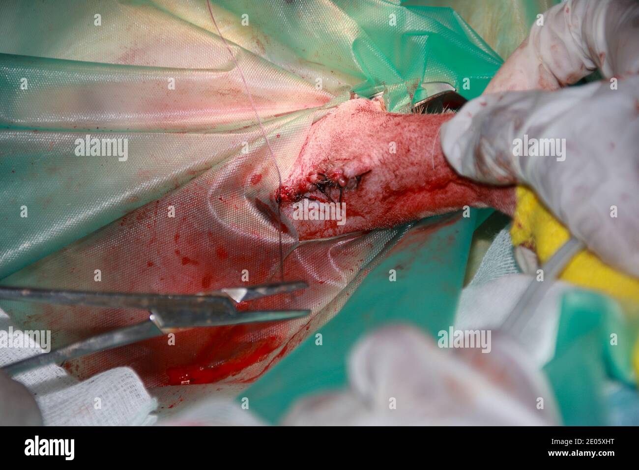 Un chirurgo veterinario utilizza materiali chirurgici di sutura per chiudere un Ferita dopo la rimozione di un tumore da un cucciolo di Labrador domestico Foto Stock