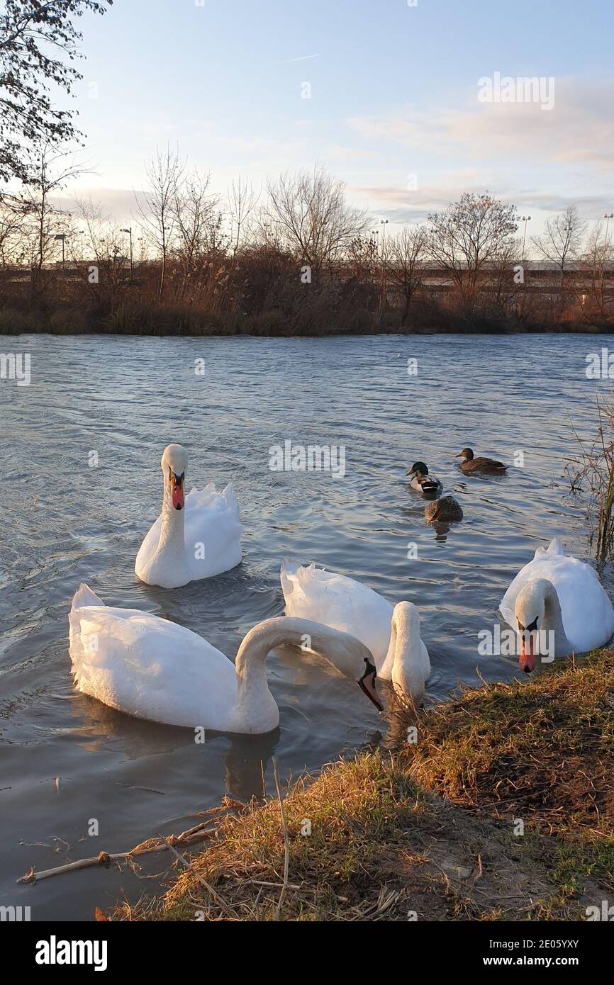 Bei cigni giovani nuotano nel Danubio in una giornata parzialmente soleggiata ma fredda in inverno vicino a Vienna, Austria. Foto Stock