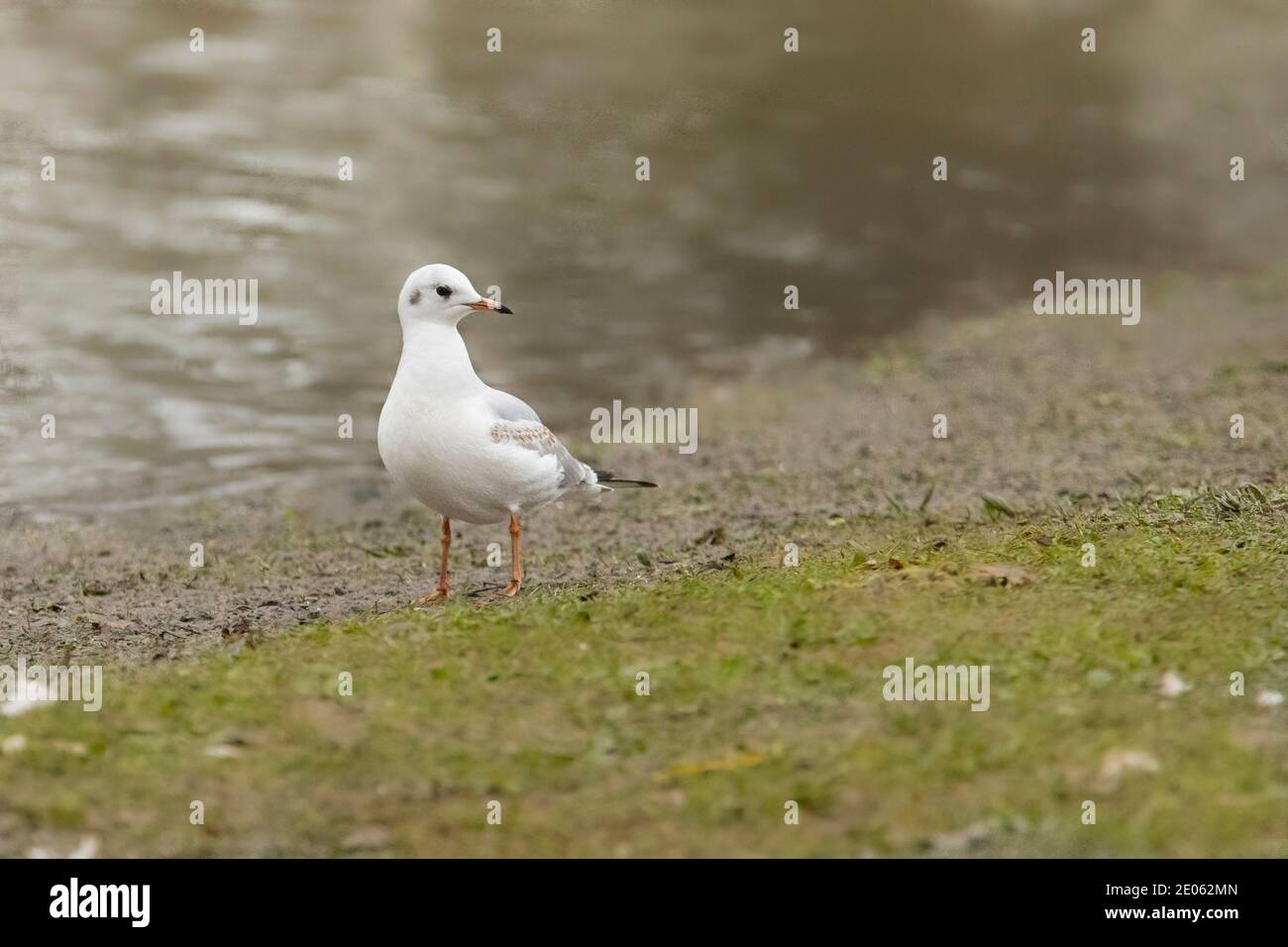 Black Headed Gul, cappotto invernale, che sorvola un lago Bedofrdshire Foto Stock