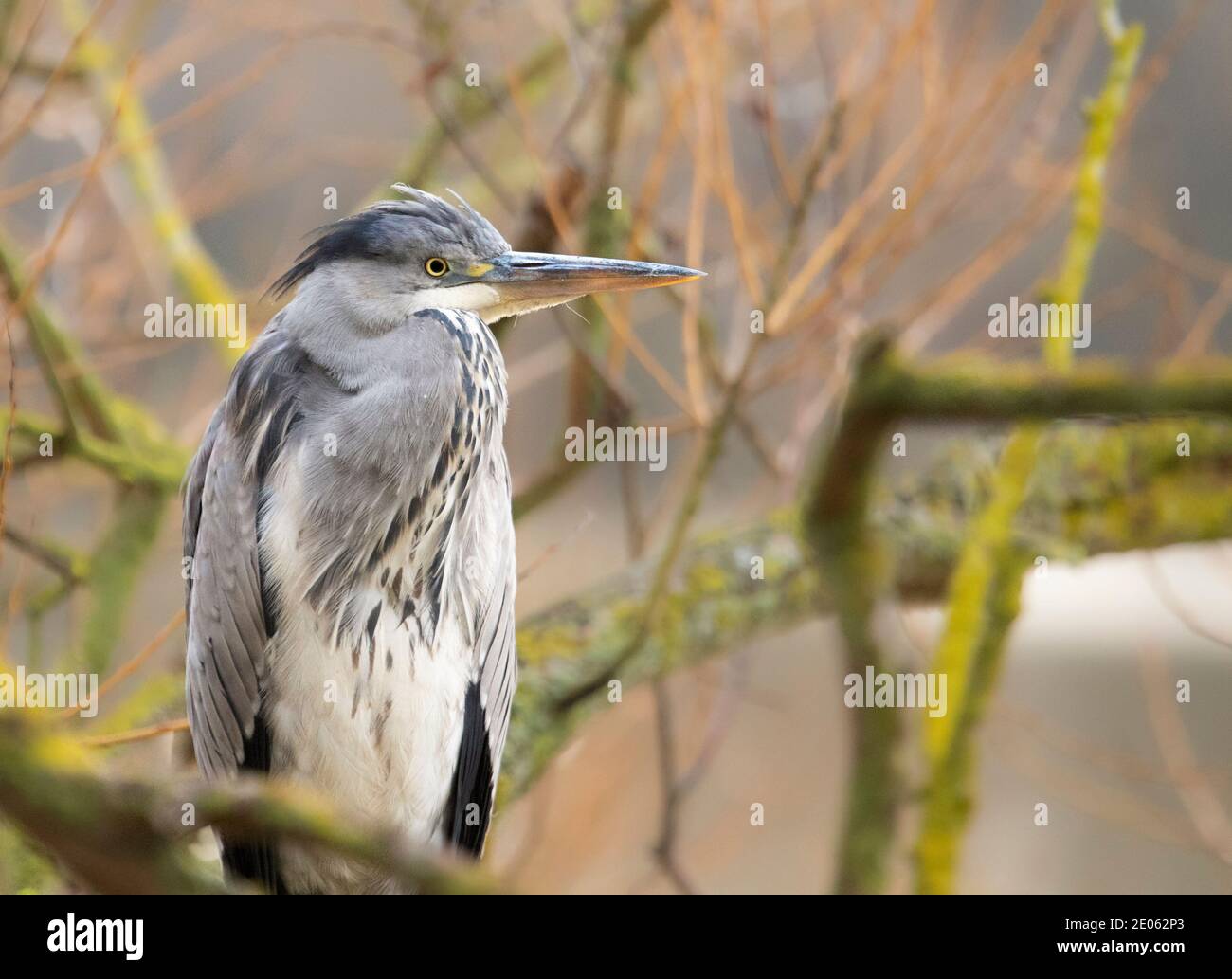 Heron, Ardea cinerea, uccello selvatico, sole invernale, Regno Unito Foto Stock