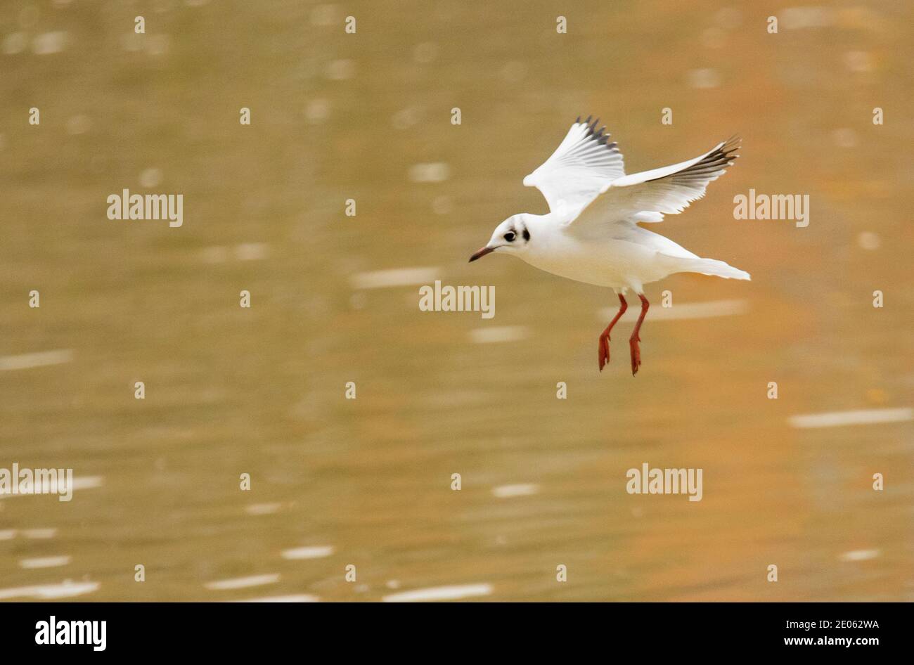 Black Headed Gul, cappotto invernale, che sorvola un lago Bedofrdshire Foto Stock