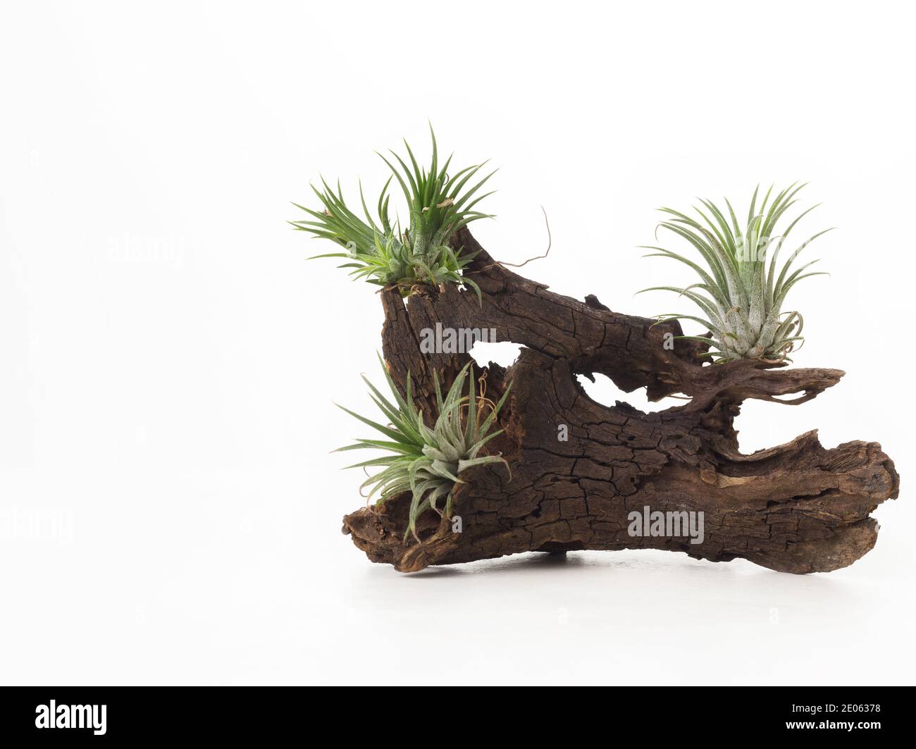 Tillandsia mini verde aria pianta casa giardino decorazione stile minimalista su sfondo di vernice bianca di legno Foto Stock