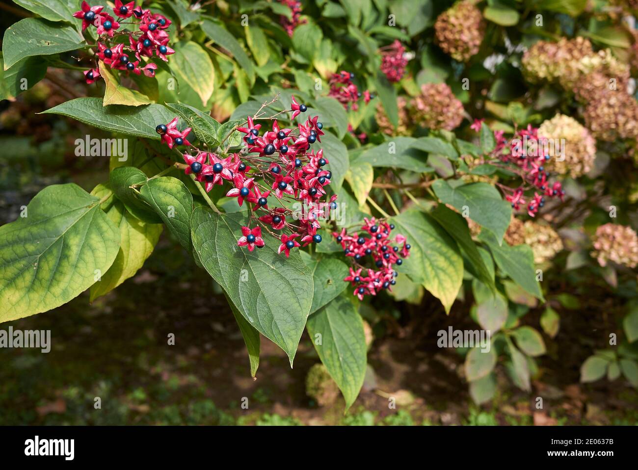 Clerodendrum trichotomum ramo con frutta colorata Foto Stock
