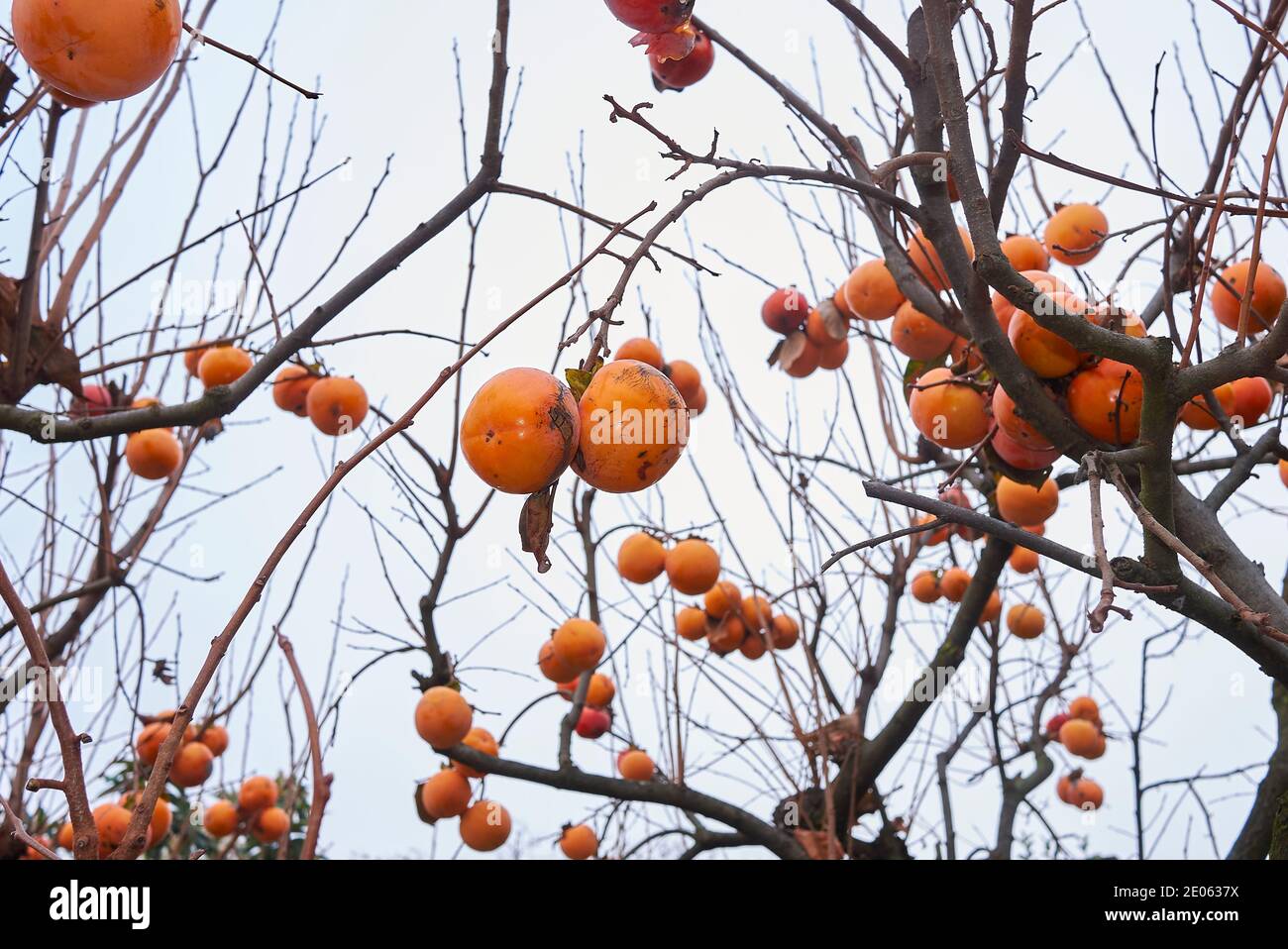 Diospyros kaki brach con frutta matura Foto Stock