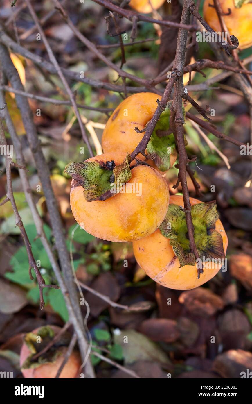 Diospyros kaki brach con frutta matura Foto Stock