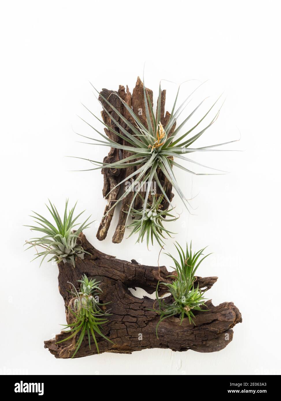 Tillandsia mini verde aria pianta casa giardino decorazione stile minimalista su sfondo di vernice bianca di legno Foto Stock