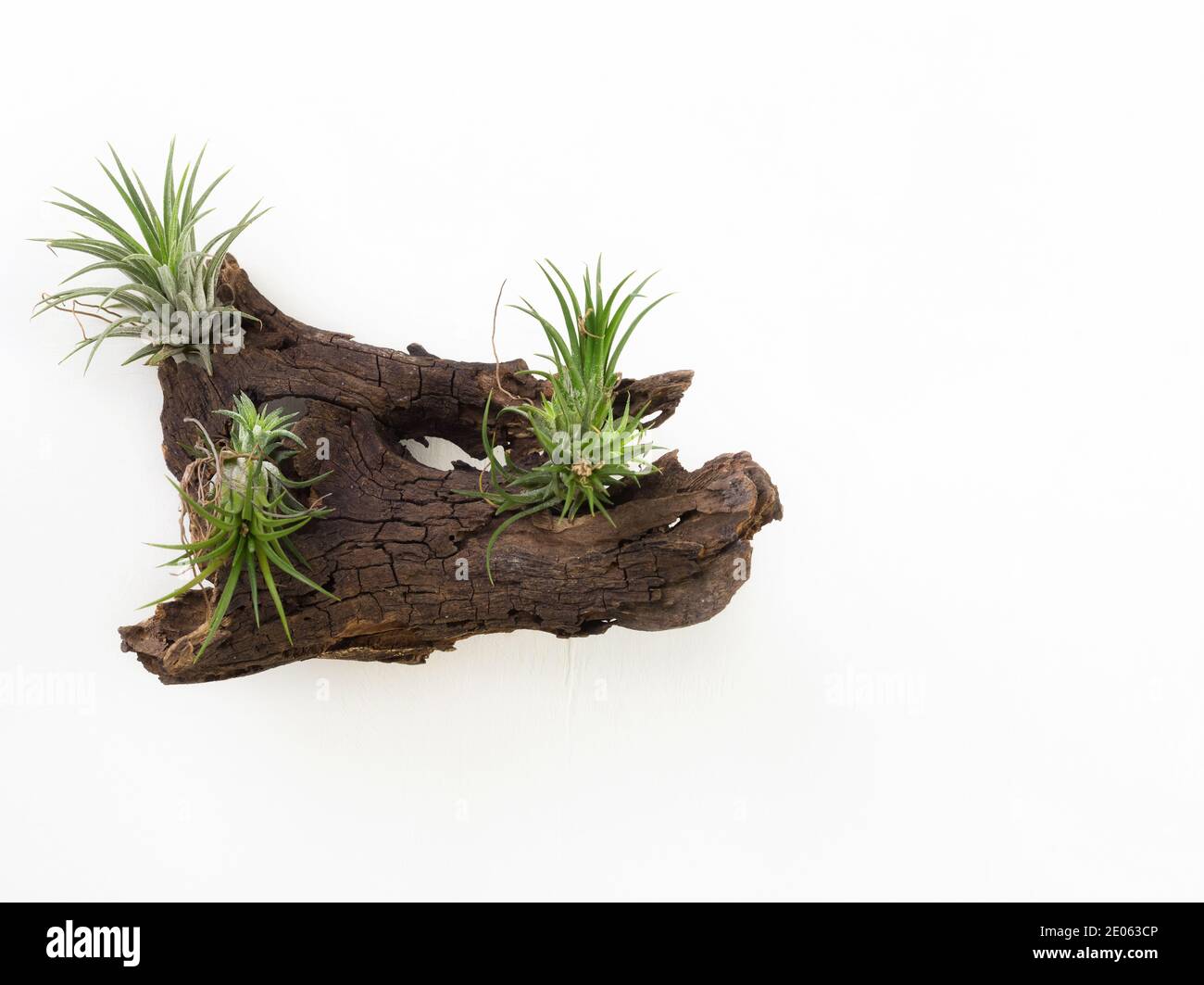 Tillandsia mini verde aria pianta casa giardino decorazione stile minimalista su sfondo di vernice bianca di legno Foto Stock