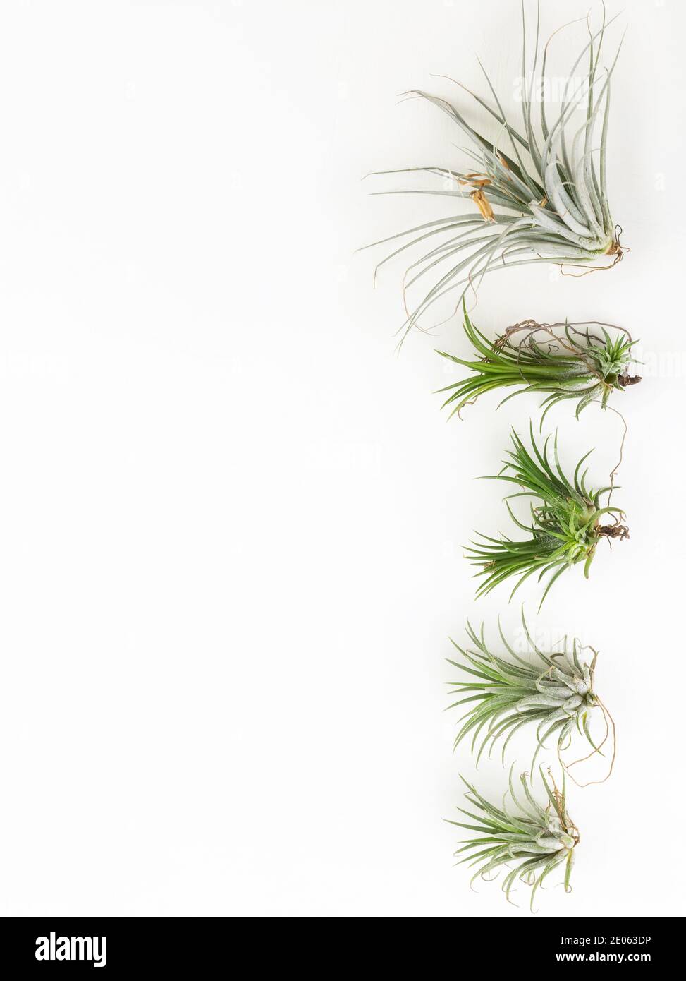 Tillandsia mini verde aria pianta casa giardino decorazione stile minimalista su sfondo di vernice bianca di legno Foto Stock