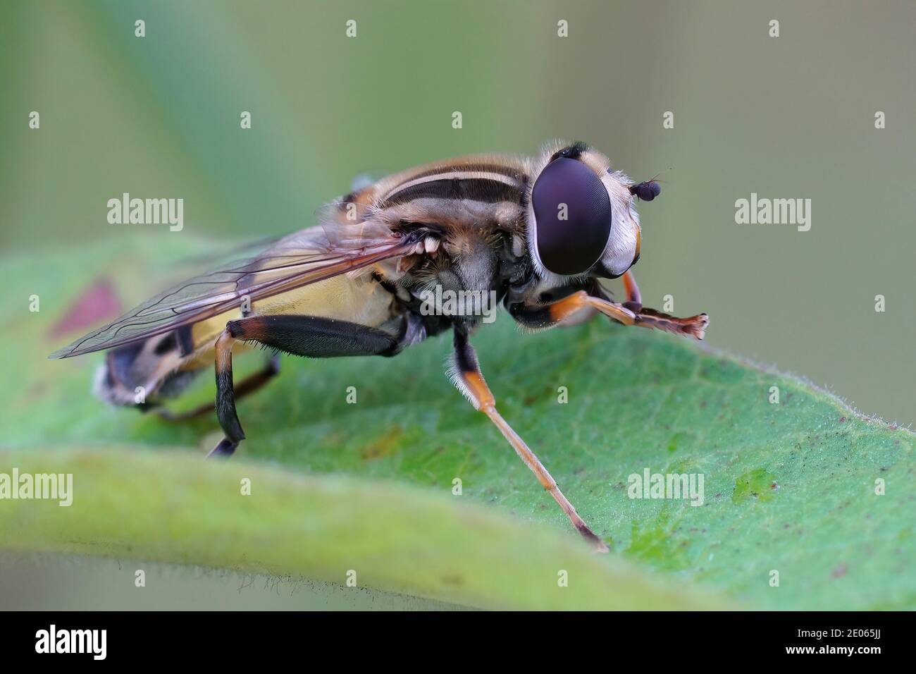 Closeup di un subadulto nord ruvido pelato newt , Taricha granulosa su muschio verde Foto Stock