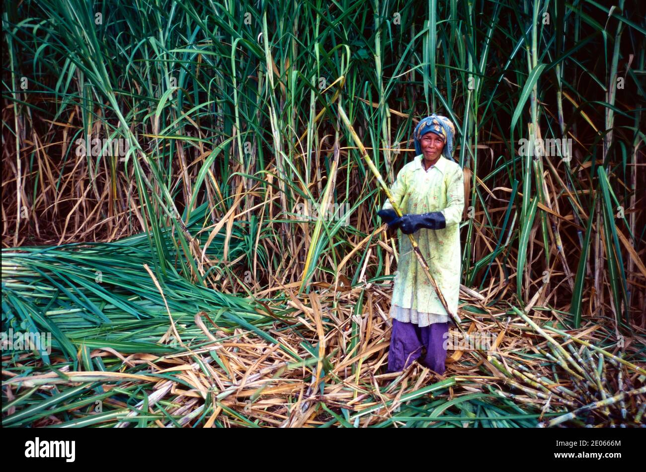 Lavoratore con canna da zucchero che indossa guanti di gomma protettivi in canna da zucchero Campo Nosy essere Madagascar Foto Stock