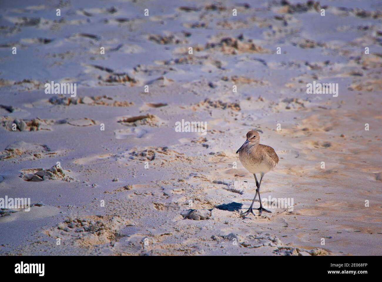 Un uccello di Willet sulla spiaggia di Destin, nella Panhandle della Florida Foto Stock
