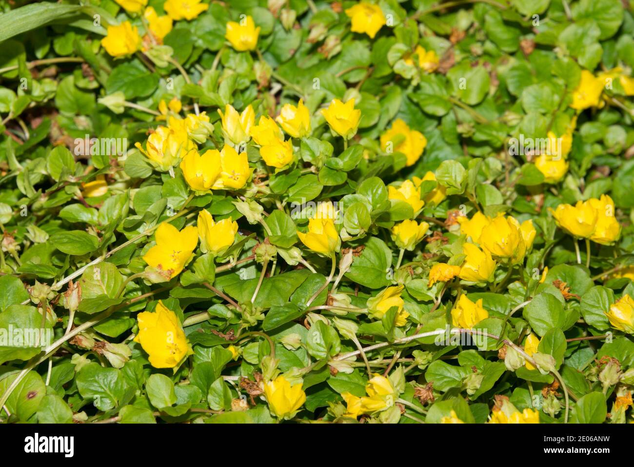Moneywort (Lysimachia nummularia) Foto Stock