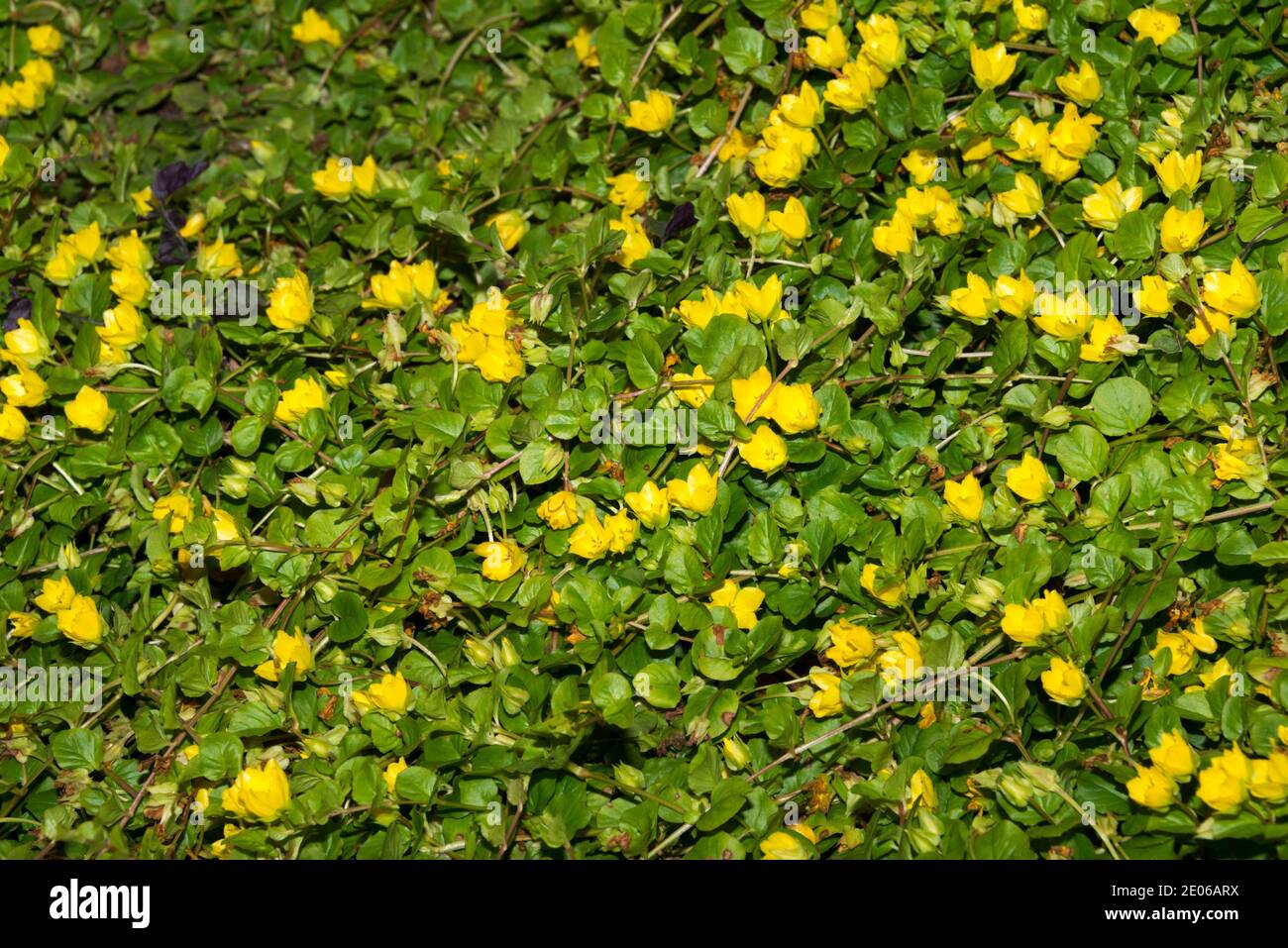 Moneywort (Lysimachia nummularia) Foto Stock