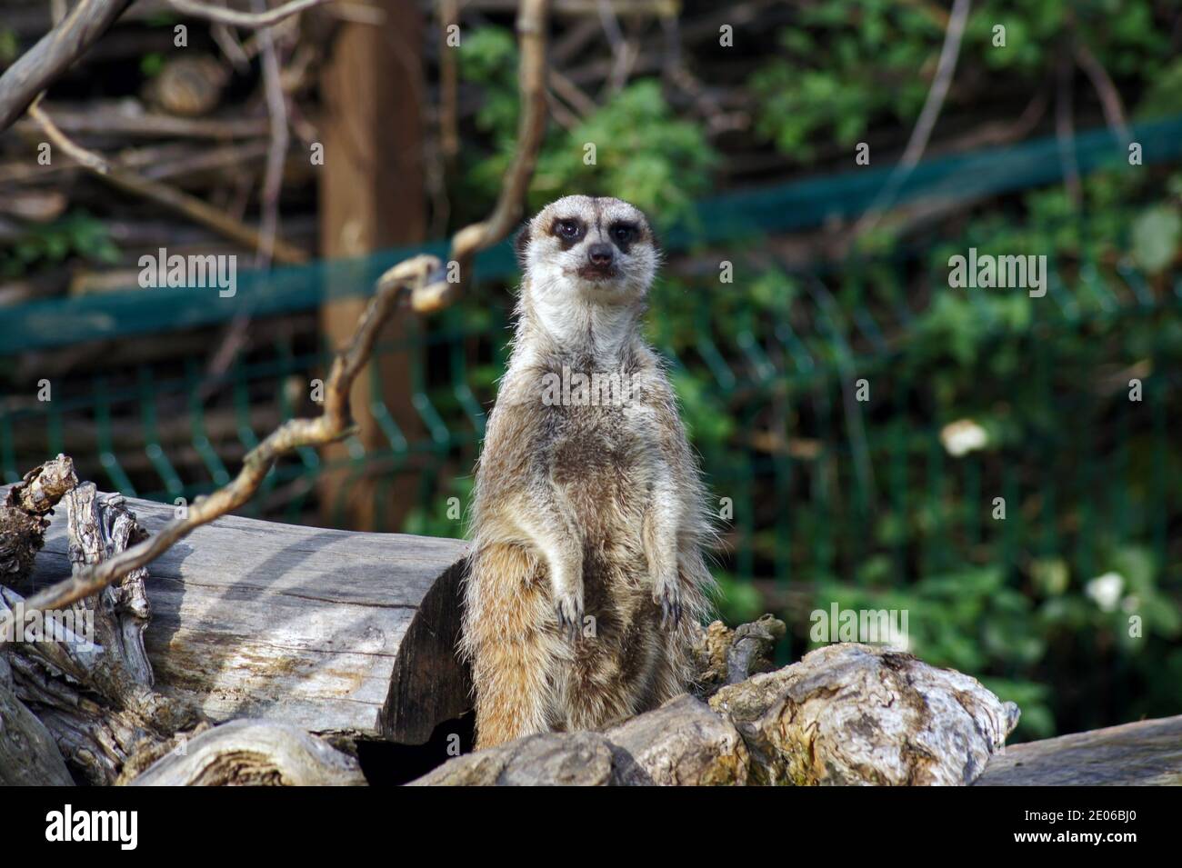 Protezione suricata Foto Stock