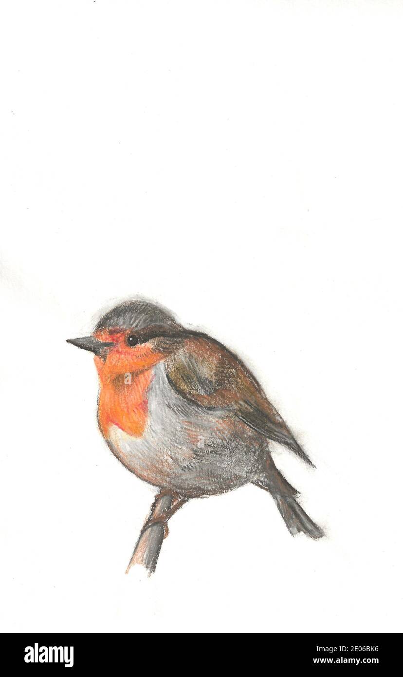 Illustrazione disegnata a mano di un robin, schizzo a matita veloce Foto Stock