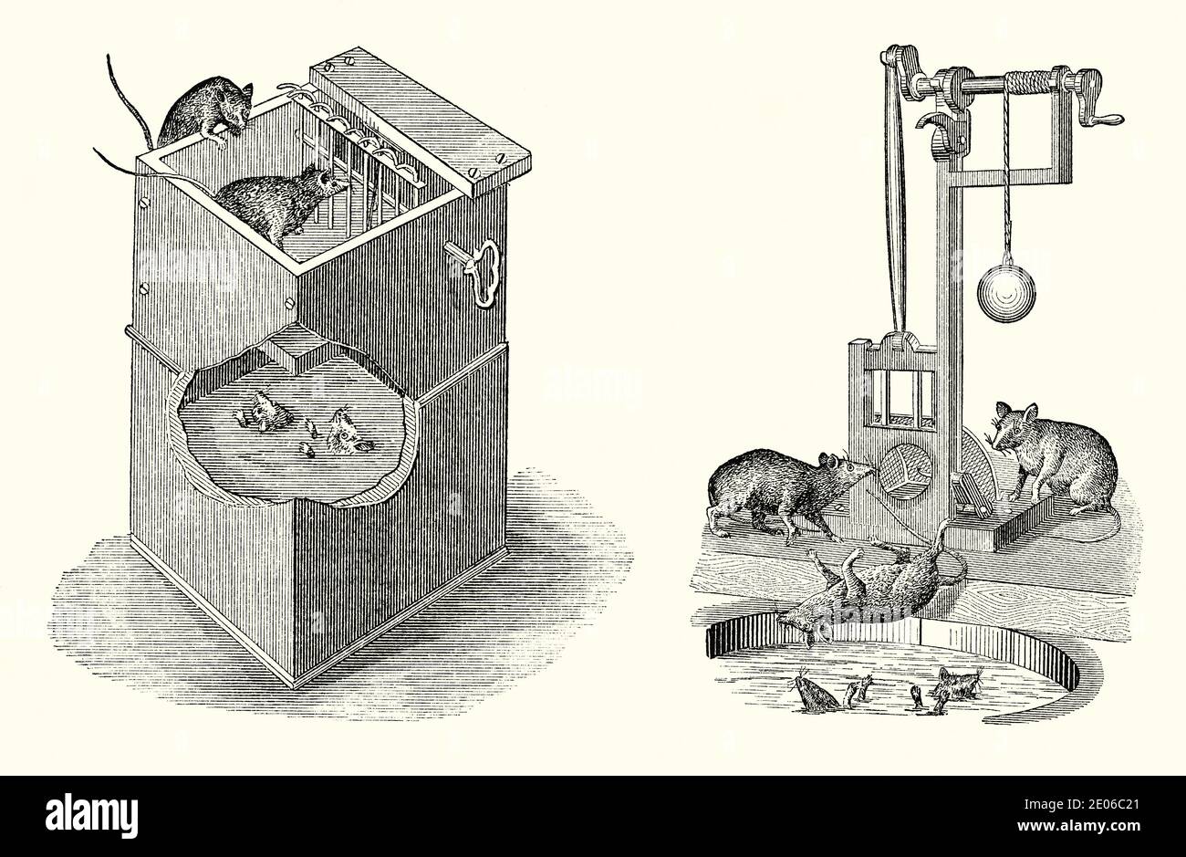 Una vecchia incisione di trappole di ratto vittoriane da un libro del 1880. Queste grandi trappole animali sono state progettate per infestazioni di roditori. Sinistra è una scatola con esca protetta da una guardia. Quando il ratto spinge il naso attraverso la protezione, viene attivato un perno che ruota il pavimento, facendo cadere l'animale nel serbatoio. La piattaforma ritorna in posizione orizzontale. Il lato destro della trappola è dotato di esca su un gancio all'interno di un'apertura. Quando viene pronunziato, un meccanismo abbassa una ‘ghigliottina’ pronunciata per impalare l’animale. Il contrappeso rilascia nuovamente la lama fino alla posizione iniziale – il ratto morto cade nel serbatoio di raccolta. Foto Stock