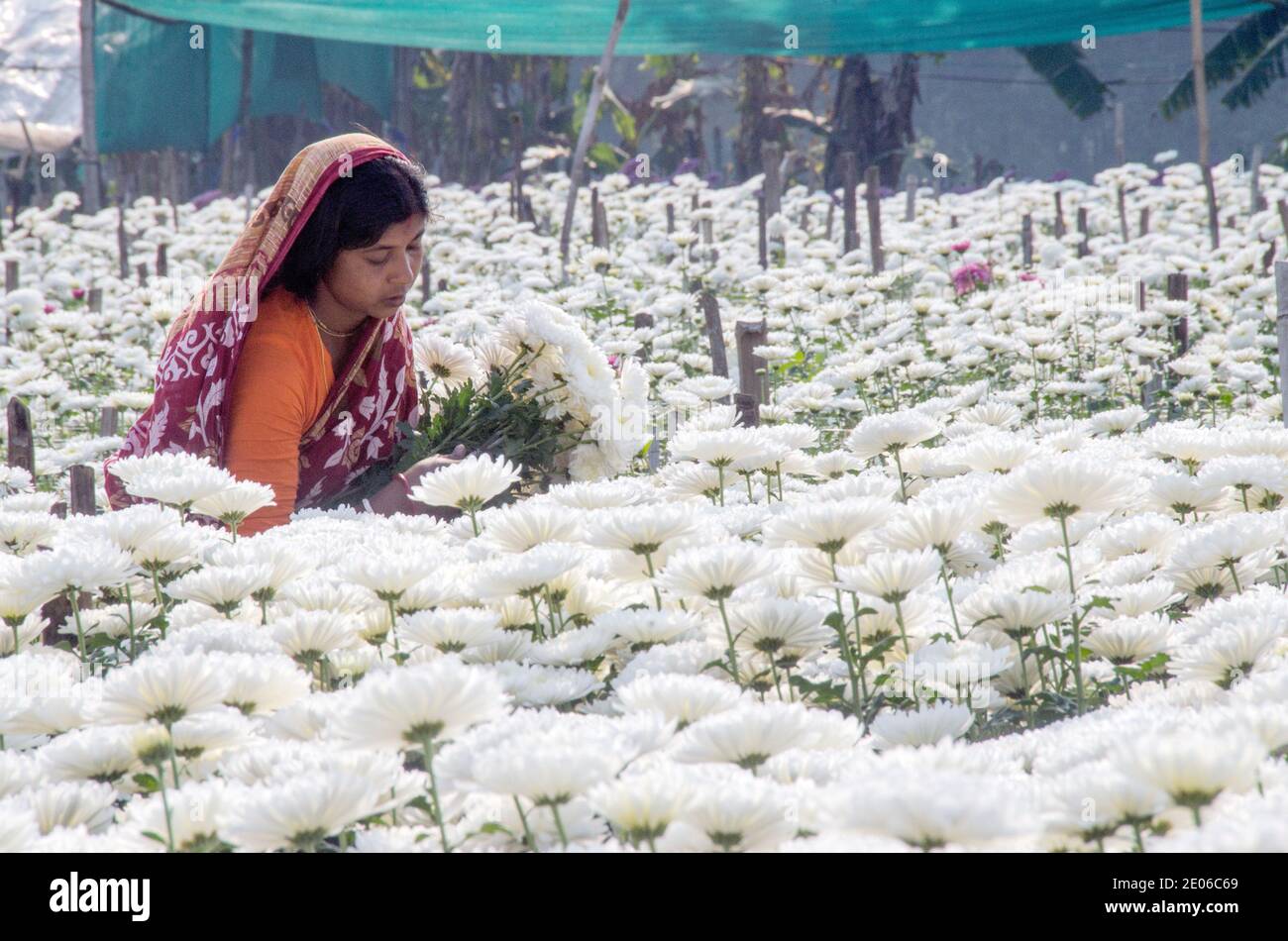 I fioristi adulti in un campo di fiori di crisantemo bianco nella zona rurale di Midnapore sono impegnati a raccogliere crisantemi. Foto Stock