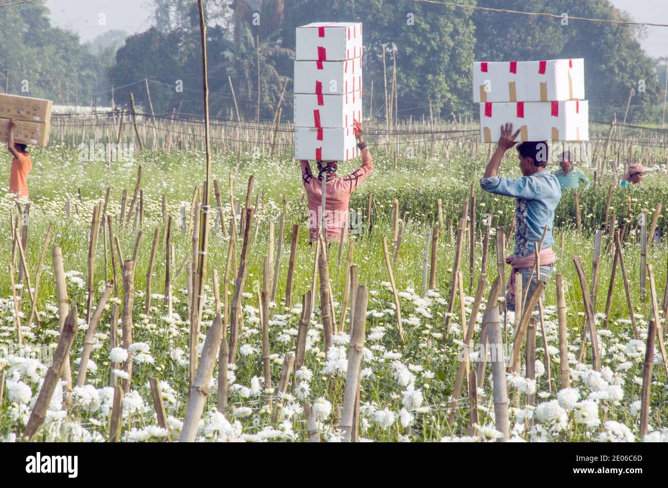 Dopo aver raccolto i fiori in un campo di fiori di crisantemo nella parte rurale di Midnapore, le scatole sono state sequestrate e inviate in vari stati dell'india. Foto Stock