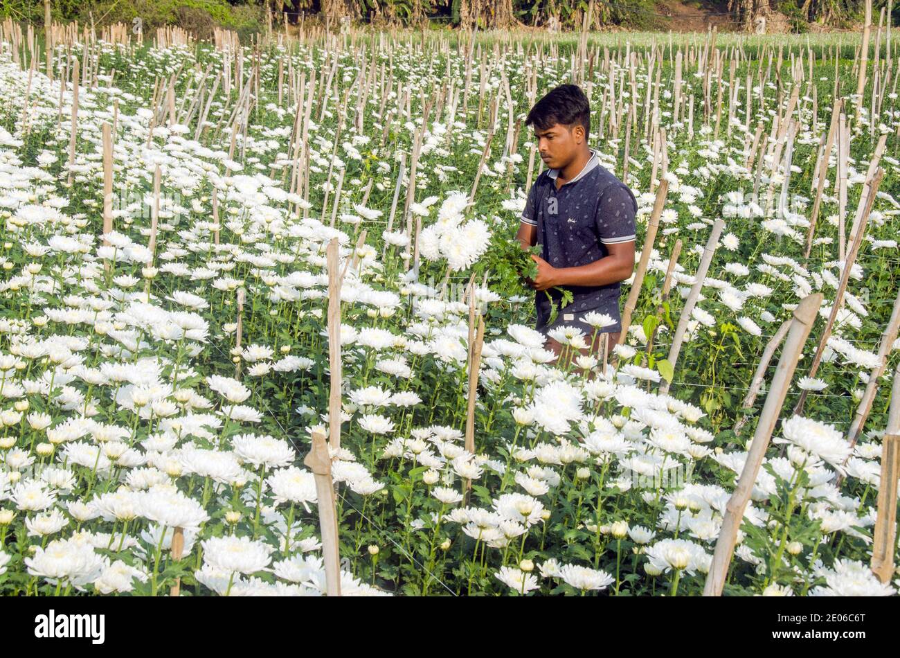 I fioristi adulti in un campo di fiori di crisantemo bianco nella zona rurale di Midnapore sono impegnati a raccogliere crisantemi. Foto Stock