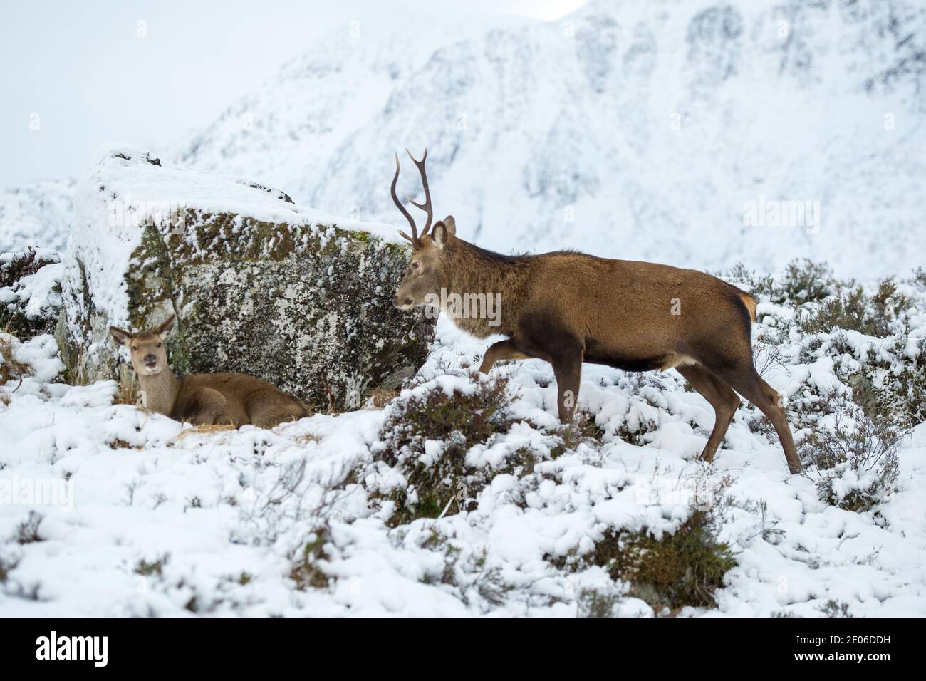 Glencoe, Scozia, Regno Unito. 30 dicembre 2020. Nella foto: Stag a Glencoe con la famosa montagna Buachaille Etive Mòr come sfondo. Da quando la Scozia è stata messa nella fase 4 di blocco, la gente sta uscendo per sfamare i cervi che vagano selvaggi nel glen, tentando la mandria di cervi giù dal suolo più alto. Credit: Colin Fisher/Alamy Live News Foto Stock