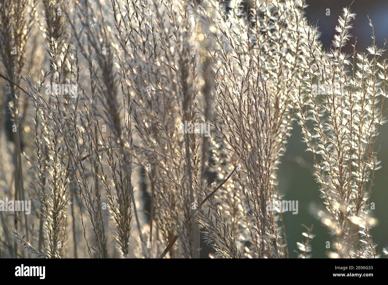25 dicembre 2020, Schleswig, Chinaschilf, (Miscanthus sinensis) su un soleggiato 1° Weihaftertstag presso lo Schlei. Comelinidae, ordine: Grass (Valli), famiglia: Grass (Valli), sottofamiglia: Valli, genere: Valli, specie: Valli | uso in tutto il mondo Foto Stock