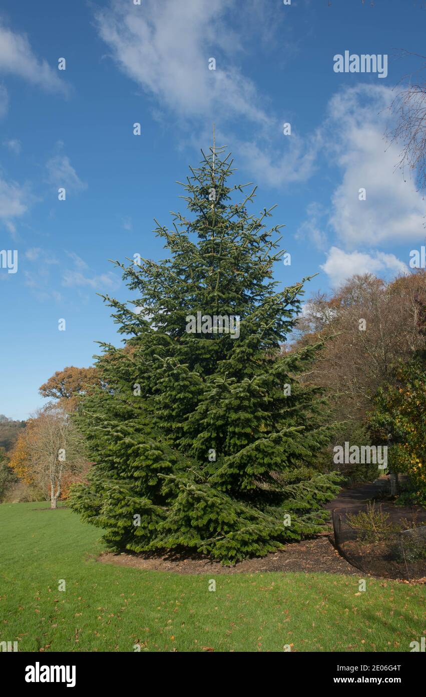 Autunno Foliage di un albero di abete caucasico Evergreen o Nordmann (Abies nordmanniana) Con uno splendido sfondo Blue Sky che cresce in un giardino O Park Foto Stock