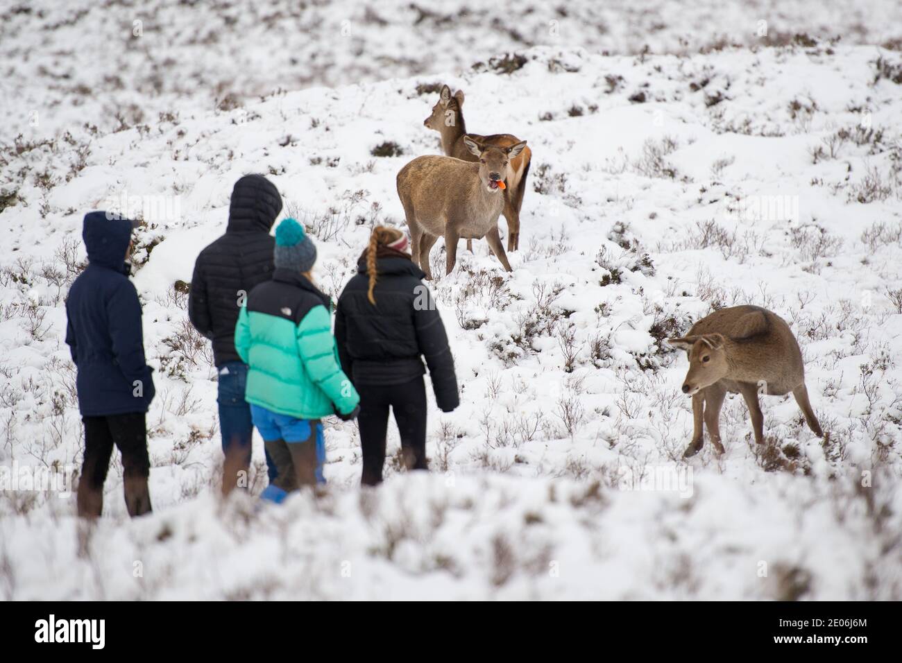 Glencoe, Scozia, Regno Unito. 30 dicembre 2020. Nella foto: Si affollano a Glencoe armati di sacchi di carote che attirano la mandria di cervi selvatici sempre più vicino per quel selfie importante. Da quando la Scozia è stata messa in blocco alla fase 4, la gente sta uscendo per sfamare i cervi che vagano selvaggi nel glen, e la polizia è stata fuori per liberare la folla, e l'intero processo poi comincia tutto di nuovo. Credit: Colin Fisher/Alamy Live News Foto Stock