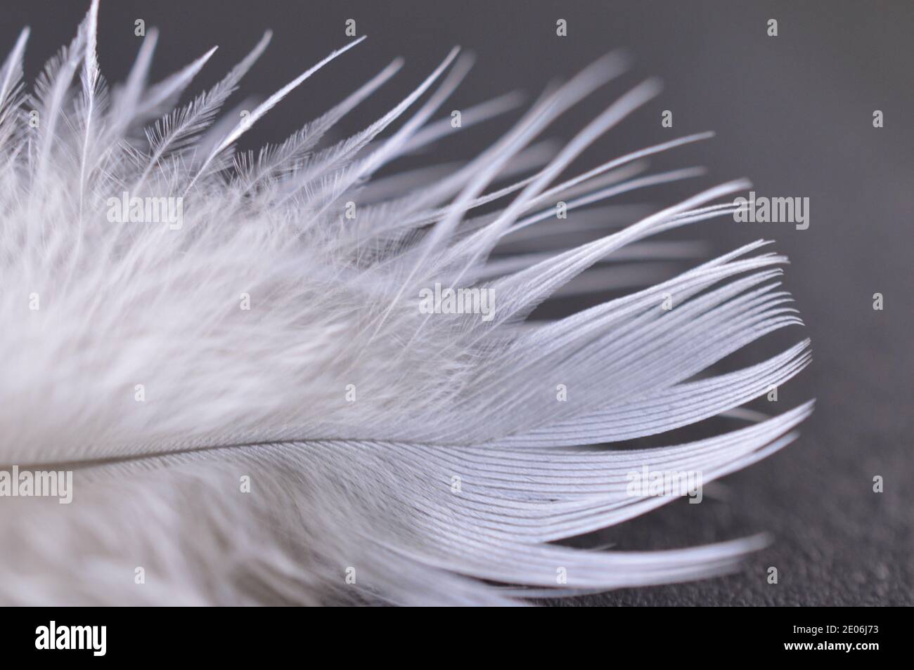 Macrofotografia di piume di uccello con spettro colorato di luce solare naturale focalizzato su di essi come spettri Foto Stock