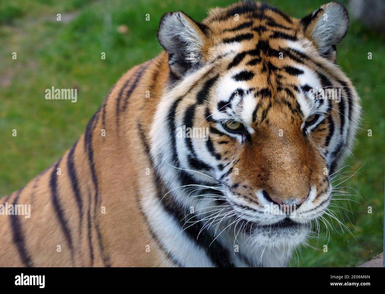 '' orgoglioso della silhouette di tigre siberiana della Russia' Foto Stock