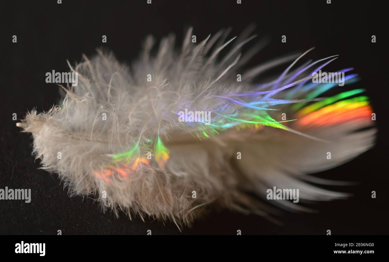 Macrofotografia di piume di uccello con spettro colorato di luce solare naturale focalizzato su di essi come spettri Foto Stock