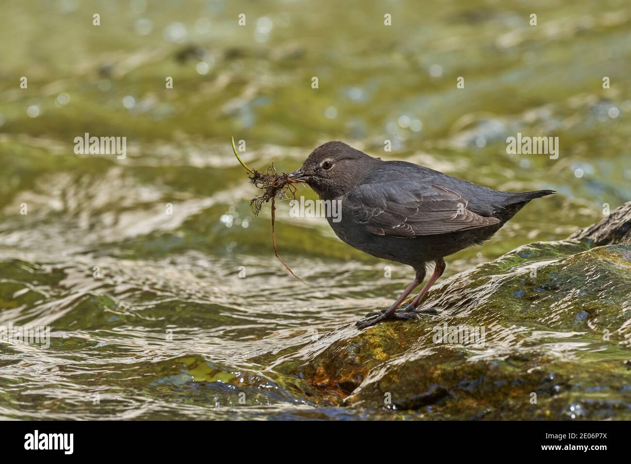 American Dipper (Cinclusis mexicanus), Sierra County California con nido materiale Foto Stock