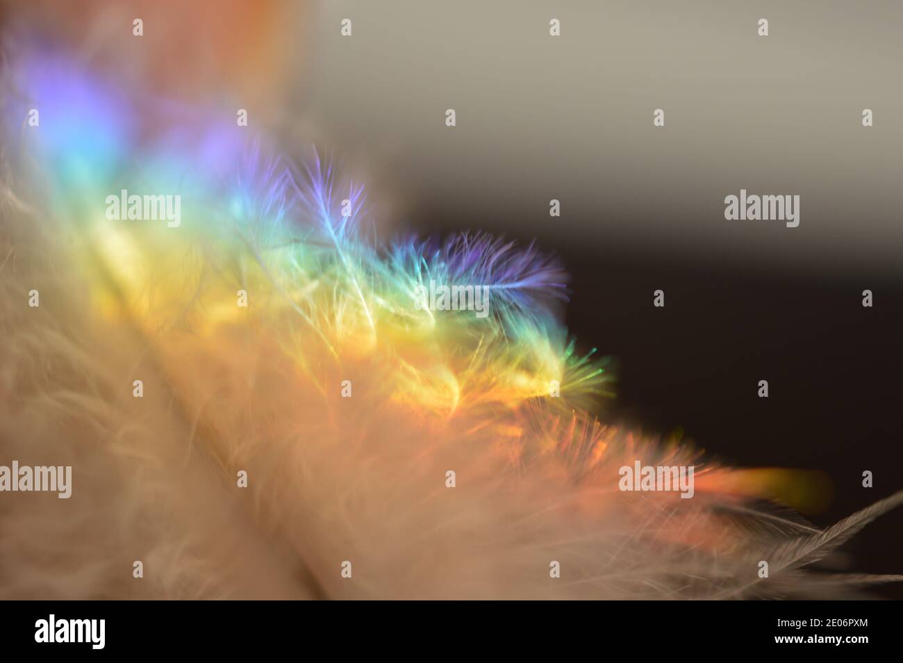 Macrofotografia di piume di uccello con spettro colorato di luce solare naturale focalizzato su di essi come spettri Foto Stock