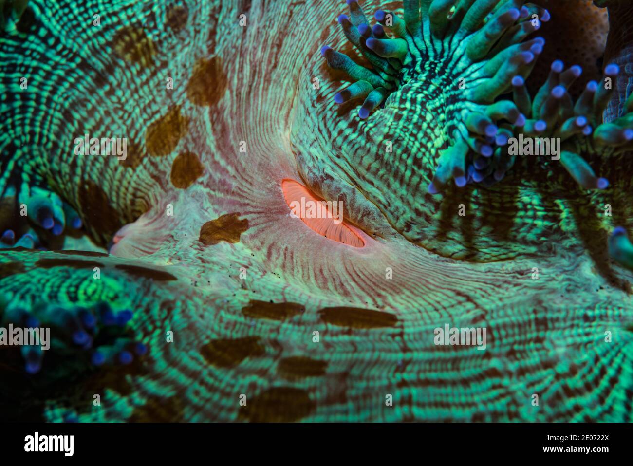 Corallo [Catalaphyllia jardinei] con flatvermi [Waminoa sp.]. Lembeh Strait Nord Sulawesi Indonesia Foto Stock