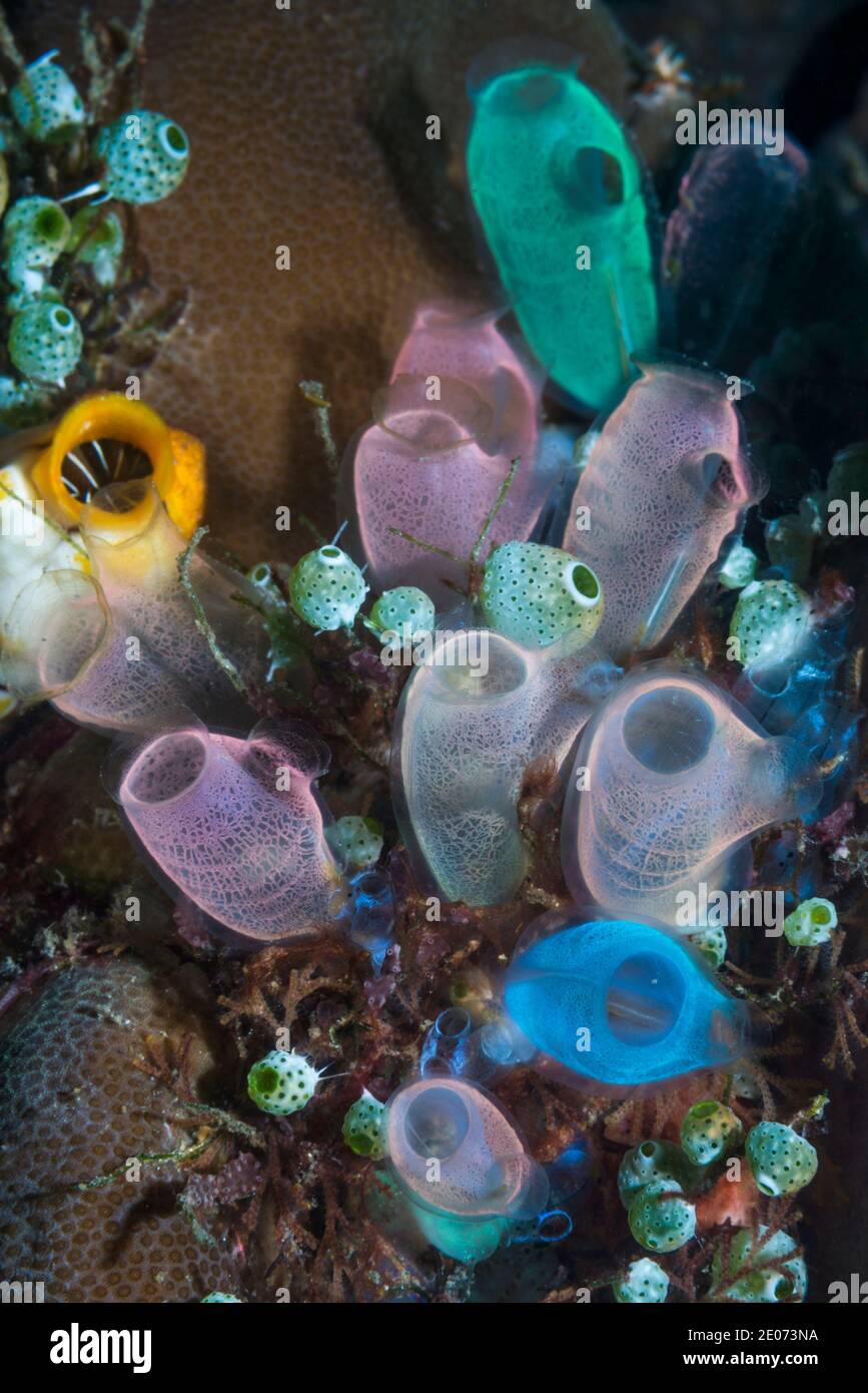 Blu Club Tunicate [Rhopalaea crassa]. Lembeh strait, Nord Sulawesi, Indonesia. Foto Stock