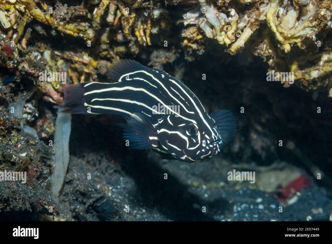 Sixstripe Sospish [Grammistes sexlineatus]. Stretto di Lembeh, Sulawesi del Nord, Indonesia. Foto Stock