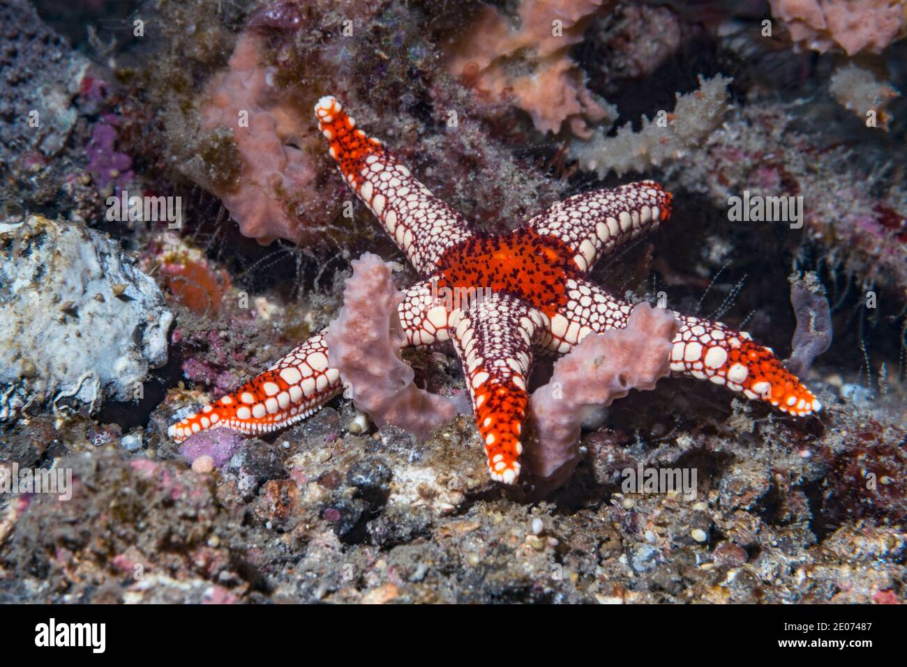 Stella marina di menta piperita [Fromia monilis]. Lembeh Strait, Sulawesi del Nord, Indonesia. Foto Stock