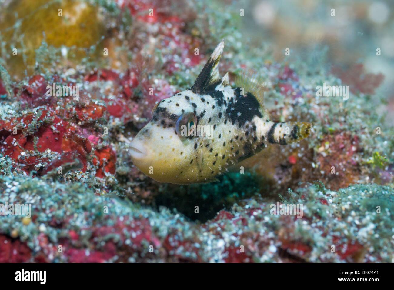 Titano Triggerfish giovanile [Balistoides viridesens]. Stretto di Lembeh, Sulawesi del Nord, Indonesia. Foto Stock