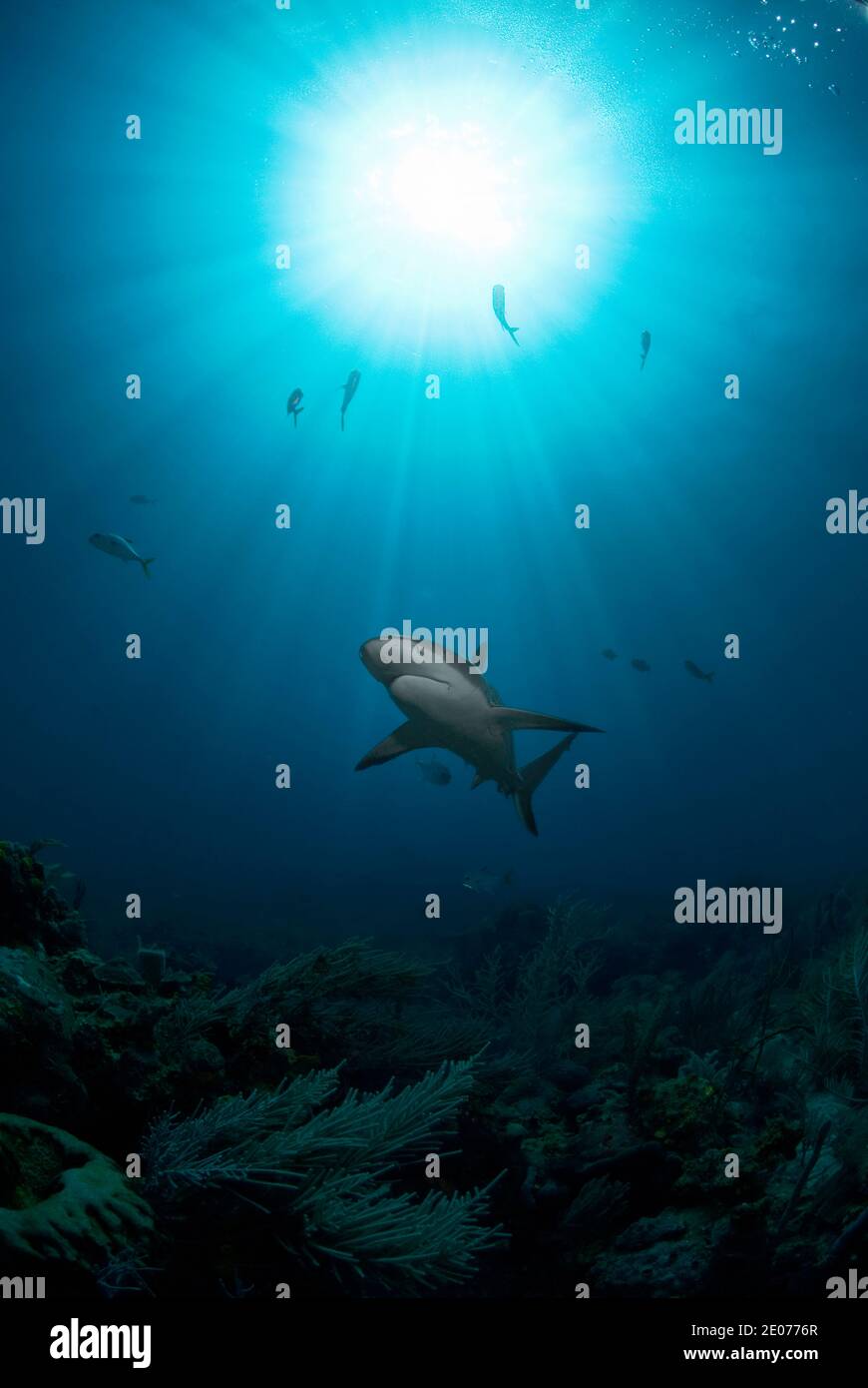 Vista ad angolo basso dello squalo caraibico (Carcharhinus perezi) contro il sole Foto Stock