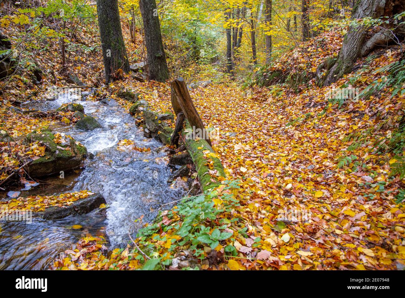 Herbstimpression aus dem Harz schmaler Wanderweg mit Bachlauf Foto Stock