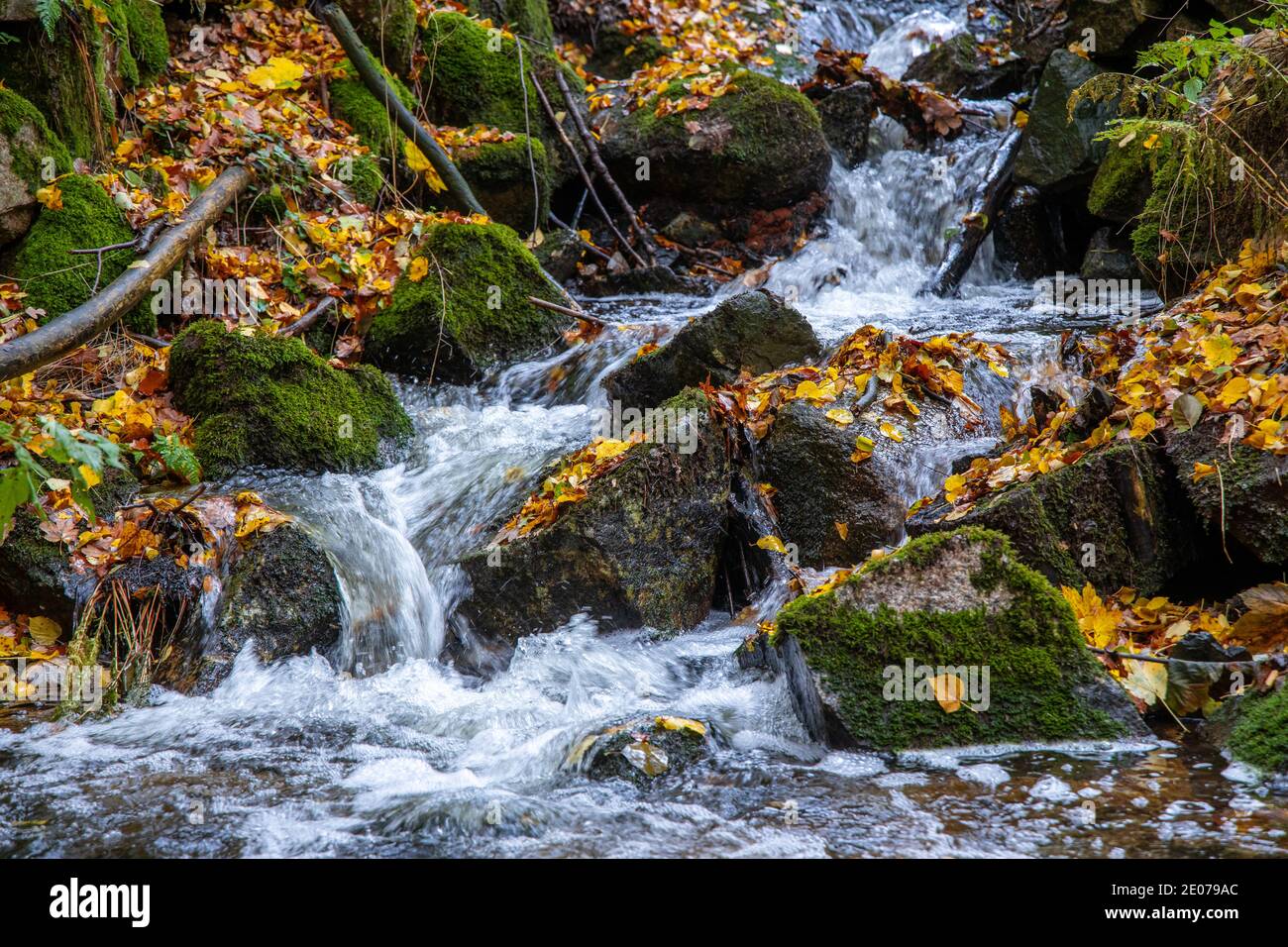 Herbstimpression aus dem Harz schmaler Wanderweg mit Bachlauf Foto Stock