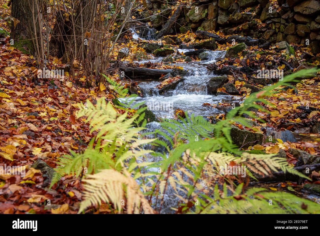 Herbstimpression aus dem Harz schmaler Wanderweg mit Bachlauf Foto Stock