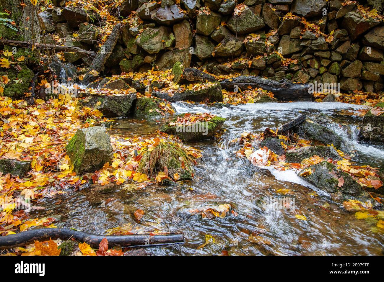 Herbstimpression aus dem Harz schmaler Wanderweg mit Bachlauf Foto Stock