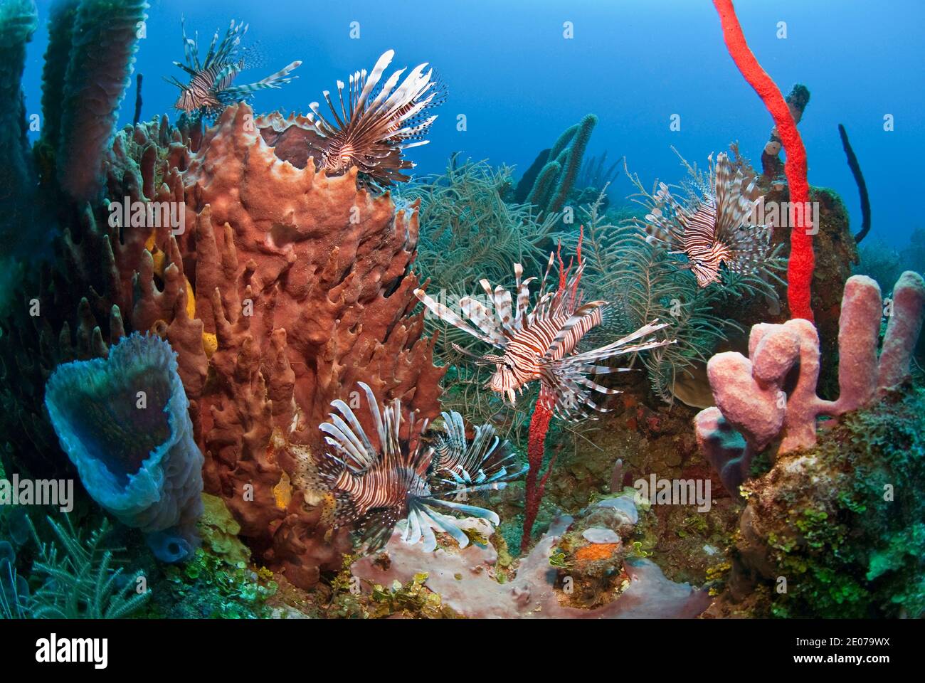 Molti leonfish (volitans di Pterois) e spugna di barile gigante (Xestospongia muta), Roatan, isole della baia, Honduras, Caraibi Foto Stock