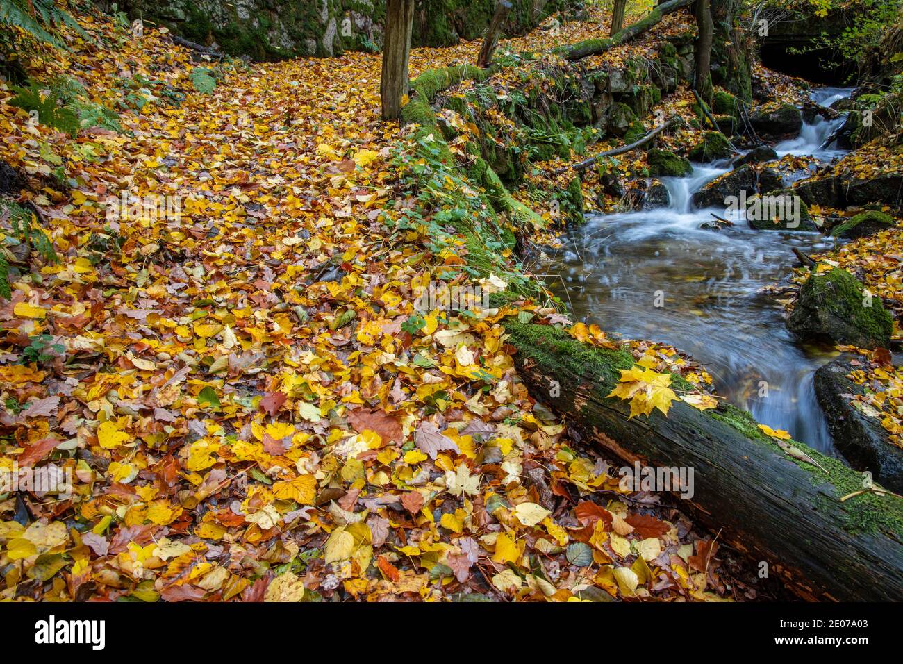 Herbstimpression aus dem Harz schmaler Wanderweg mit Bachlauf Foto Stock