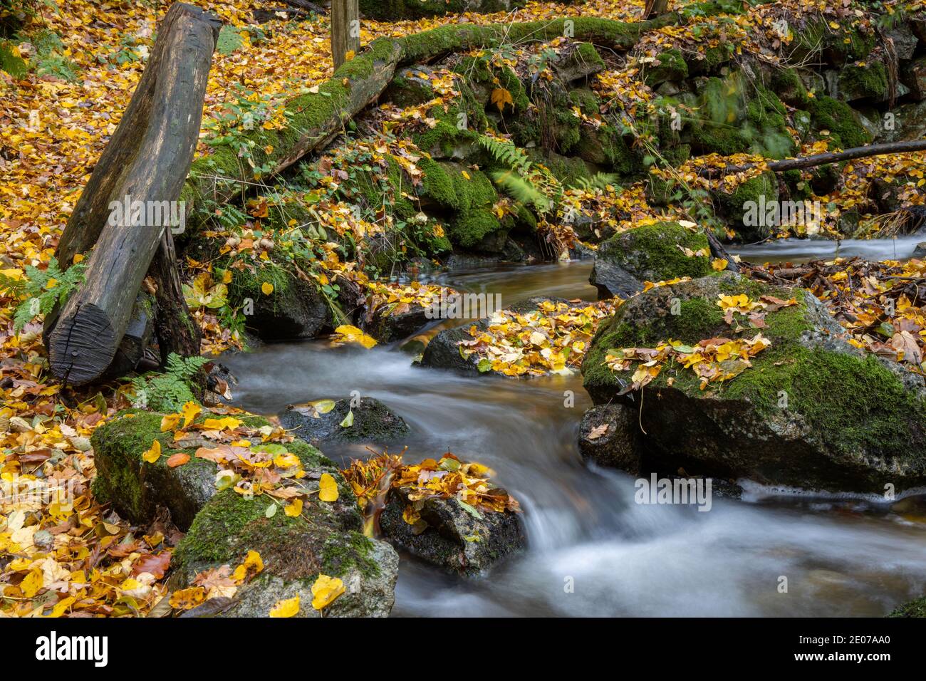 Herbstimpression aus dem Harz schmaler Wanderweg mit Bachlauf Foto Stock