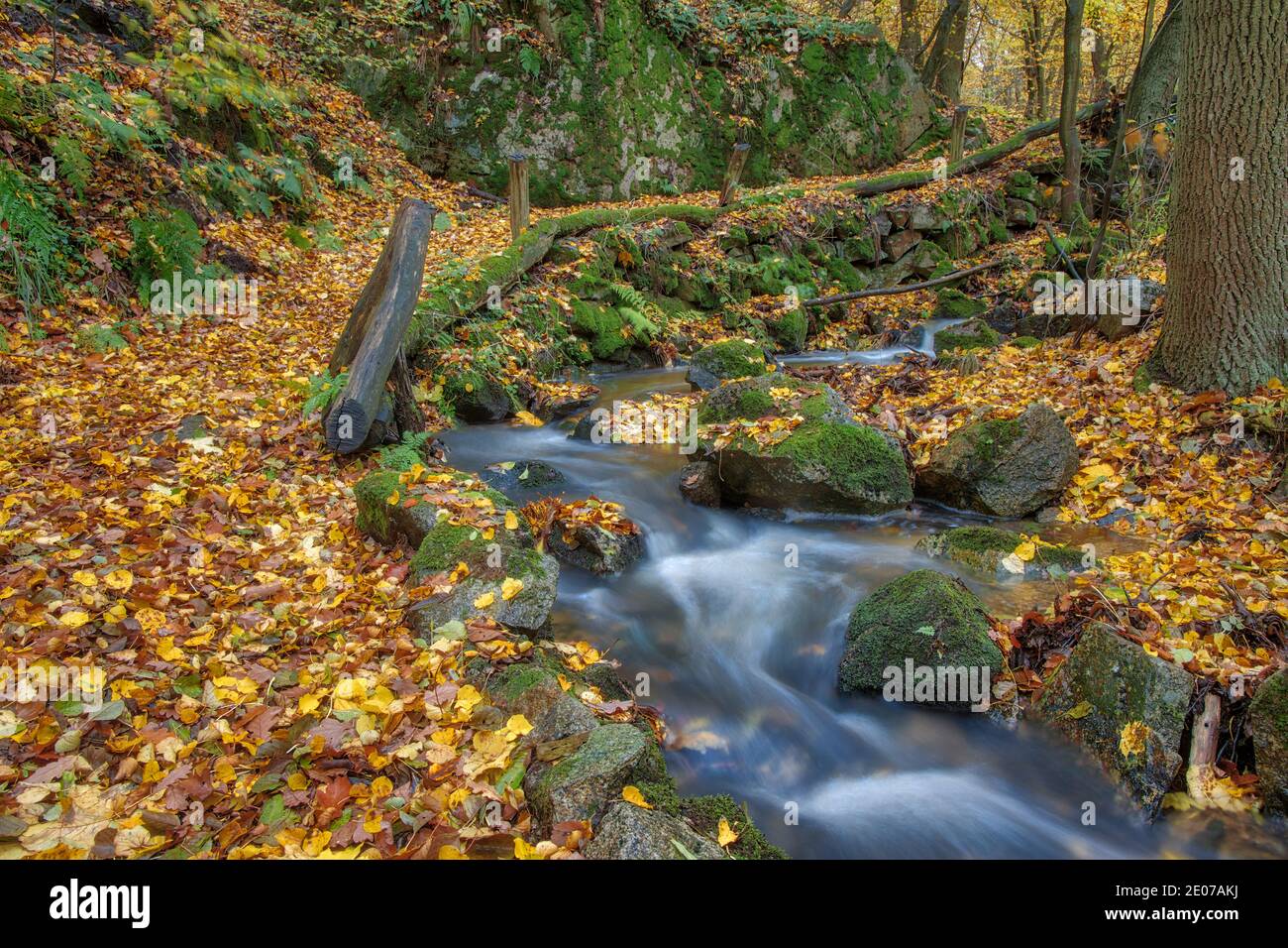 Herbstimpression aus dem Harz schmaler Wanderweg mit Bachlauf Foto Stock