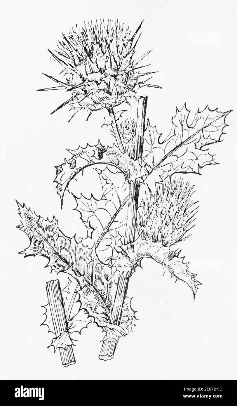 Vecchia illustrazione botanica incisione del latte Thistle / Silybum marianum. Pianta di erbe medicinali tradizionali. Vedere Note Foto Stock